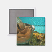 おもしろいウミガメ マグネット (正面/裏面)