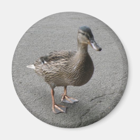 おもしろいカモ磁石 マグネット (正面)