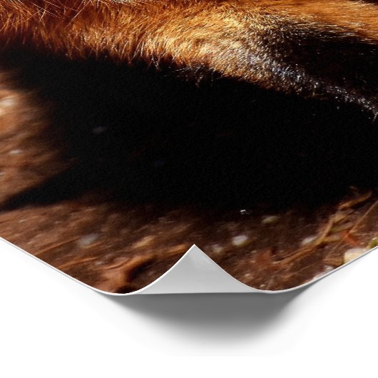 おもしろいキツネが舌を出している ポスター (角)