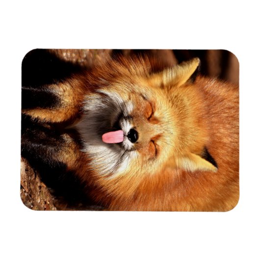 おもしろいキツネが舌を出している マグネット (横)