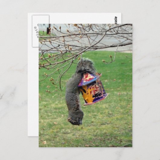 おもしろいキツネ ポストカード (正面/裏面)