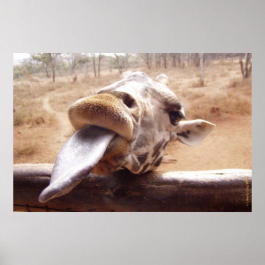 おもしろいキリンのポスター – アフリカ国外 – プリント (正面)