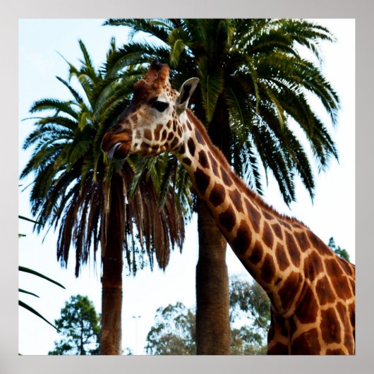 おもしろいキリン与えはラズベリーだ ポスター (正面)