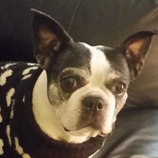 おもしろいクリスチャン聖書的パズル ジグソーパズル