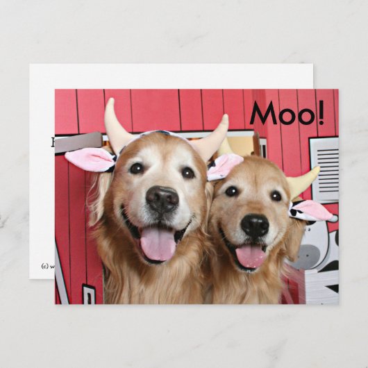 おもしろいゴールデンレトリバーズインカウレンズハロウィーン ポストカード (正面/裏面)