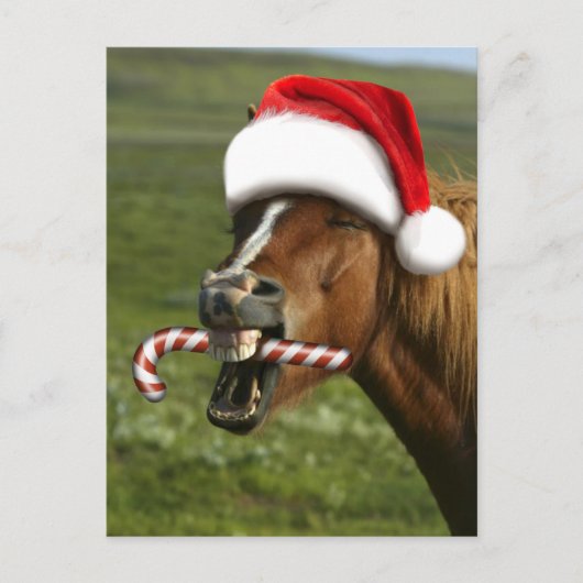 おもしろいサンタ帽をかぶったクリスマスの馬 ポストカード (正面)