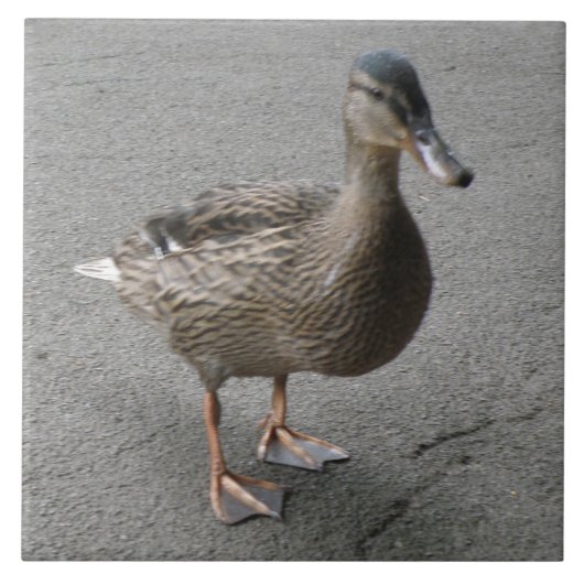 おもしろいダック瓦 タイル (正面)