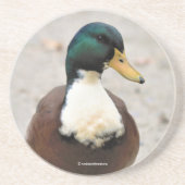 おもしろいドメスティックマラードデュクレアバイバードオッドアヒル コースター (正面)