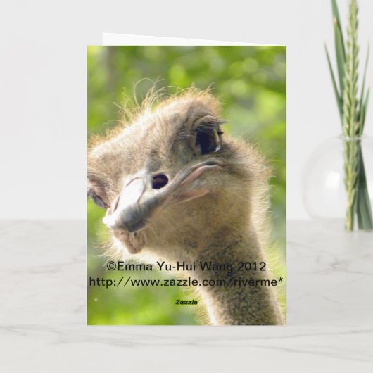 おもしろいハッピーバースデーカードlダチョウ写真 カード (裏面)