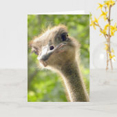 おもしろいハッピーバースデーカードlダチョウ写真 カード (黄色い花)