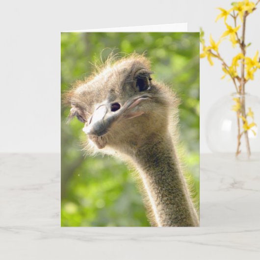 おもしろいハッピーバースデーカードlダチョウ写真 カード (黄色い花)