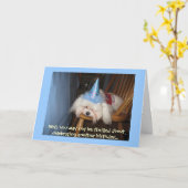おもしろいマルチーズ誕生日カード カード (黄色い花)