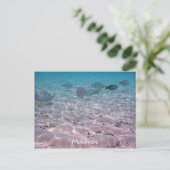 おもしろいモルディブコーラルフィッシュホワイトサンドラグーン ポストカード (スタンド正面)