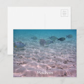 おもしろいモルディブコーラルフィッシュホワイトサンドラグーン ポストカード (正面/裏面)