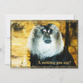 おもしろいモンキー写真動物園結婚式招待状 招待状 (正面)