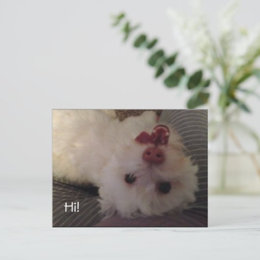 おもしろい上下白い子犬Hiはがき ポストカード (スタンド正面)