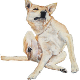 おもしろい写真のスローガンで痒い犬 コーヒーマグカップ