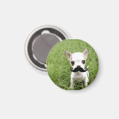 おもしろい可愛いチワワ マグネット (正面/裏面)