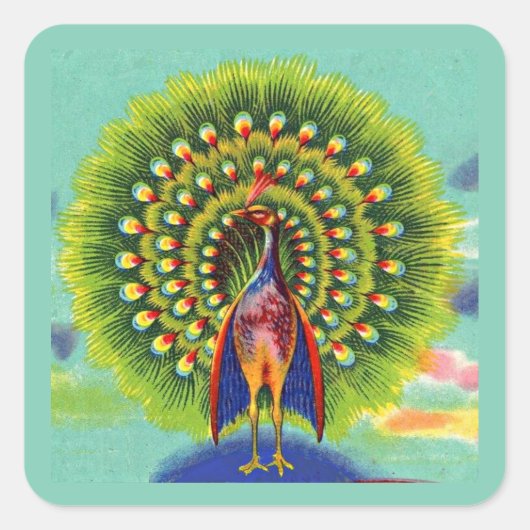 おもしろい孔雀プリント スクエアシール (正面)