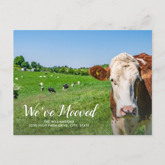 おもしろい牛、ニューハウス、カスタム引っ越しました ポストカード (正面)
