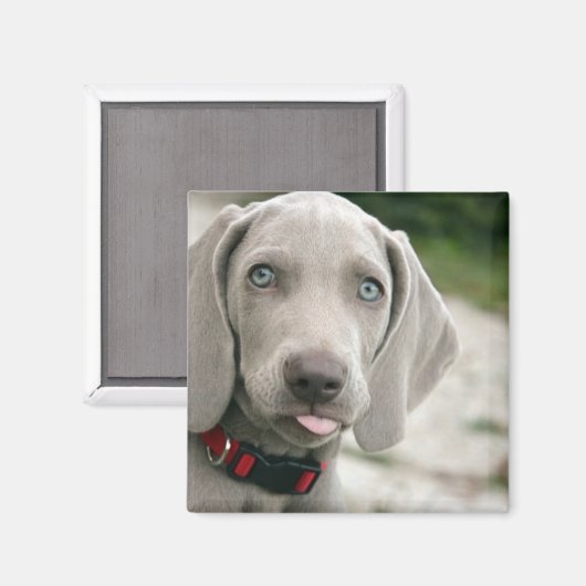 おもしろい犬が写真を舌で突き出す マグネット (正面/裏面)