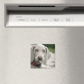 おもしろい犬が写真を舌で突き出す マグネット (インサイチュ (食洗機))