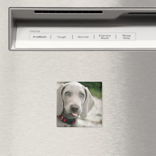 おもしろい犬が写真を舌で突き出す マグネット (インサイチュ (食洗機))