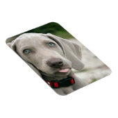 おもしろい犬が写真を舌で突き出す マグネット (右側)