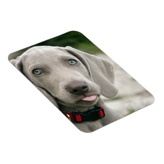 おもしろい犬が写真を舌で突き出す マグネット (右側)