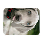 おもしろい犬が写真を舌で突き出す マグネット (横)