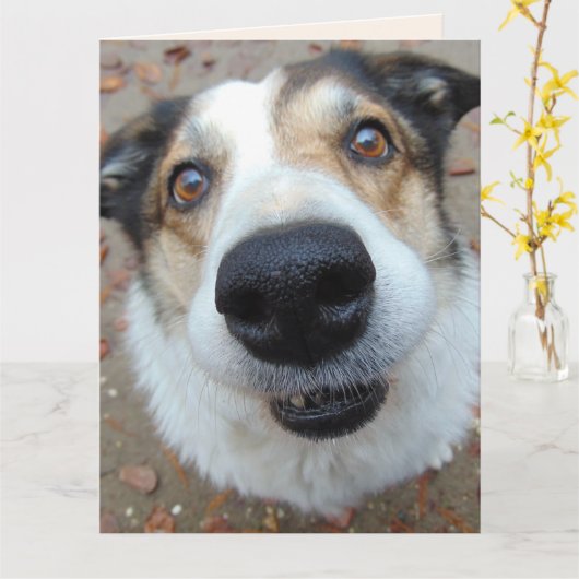 おもしろい犬すぐにグリーティングカードを取得 カード (黄色い花)