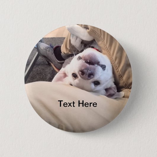 おもしろい犬はコミカルな写真を無視しない 缶バッジ (正面)