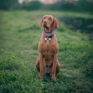 おもしろい犬ガーディアン・オブ・ヒューマニティ・モノグラム・ペットID ペットネームタグ