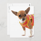 おもしろい犬メイキング顔チワワ ポストカード (正面/裏面)