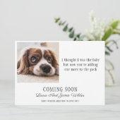 おもしろい犬写真妊娠の告知 案内状 (スタンド正面)