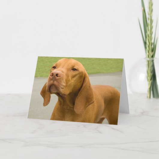おもしろい犬写真Vizslaカード カード (正面)