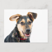 おもしろい犬子犬 ポストカード (正面)