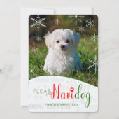 おもしろい犬恋人フラスNaviDOGクリスマスフォト シーズンカード (正面)