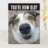 おもしろい犬誕生日の古いビッグカードの取得 カード (黄色い花)
