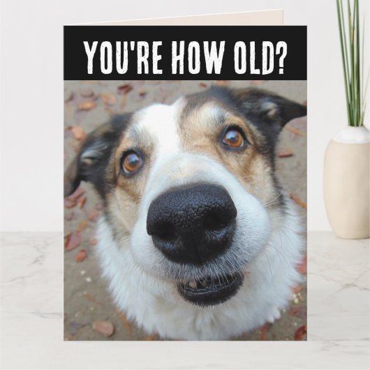 おもしろい犬誕生日の古いビッグカードの取得 カード (正面)