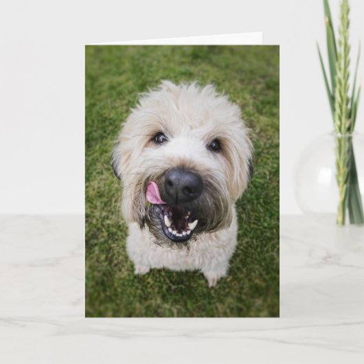 おもしろい犬誕生日カード カード (正面)