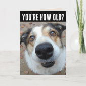 おもしろい犬誕生日古いグリーティングカードの取得 カード (正面)