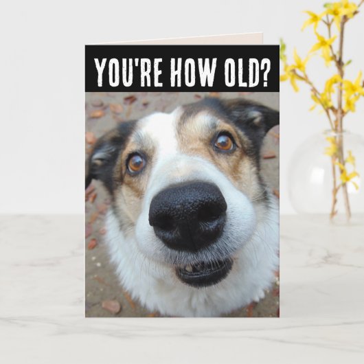 おもしろい犬誕生日古いグリーティングカードの取得 カード (黄色い花)