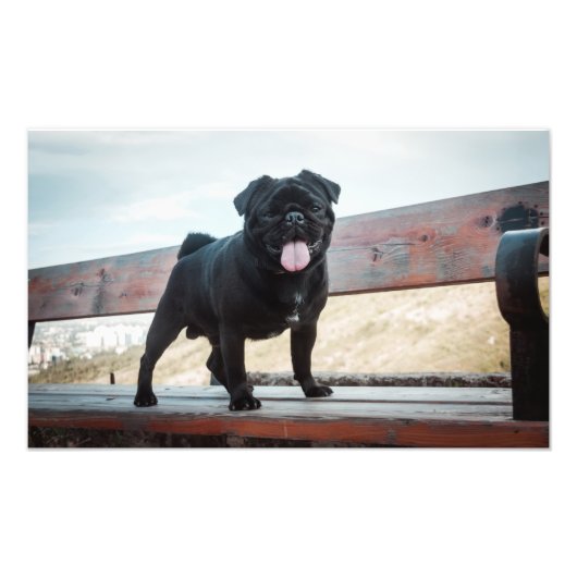 おもしろい犬 フォトプリント            (正面)