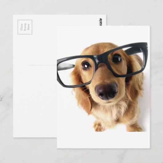 おもしろい犬 ポストカード (正面/裏面)