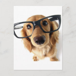 おもしろい犬 ポストカード