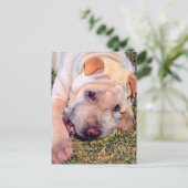 おもしろい犬 ポストカード (スタンド正面)