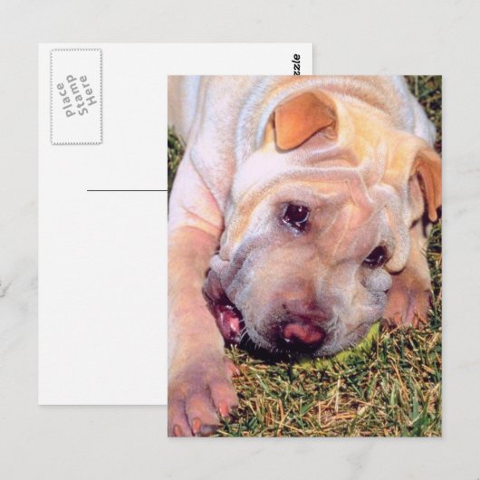 おもしろい犬 ポストカード (正面/裏面)