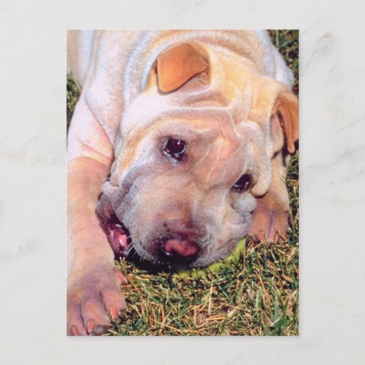 おもしろい犬 ポストカード (正面)