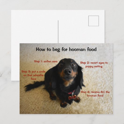 おもしろい犬 ポストカード (正面/裏面)